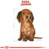 ROYAL CANIN Dachshund junior 1.5kg, taksų veislės jaunų šunų sausas pašaras