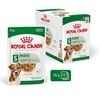 Šunų Maistas - Royal Canin Mini Senėjimas 12+ 12x85g