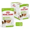 Šunų Maistas - ROYAL CANIN Suaugusiųjų XS-Mikro Šlapias Šunų Maistas 12 x 85g