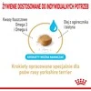 Royal Canin BHN Jorkšyro terjerų pašaras suaugusiems šunims (8+) 1,5kg