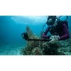 GoPro Hero 13 Black veiksmo kamera