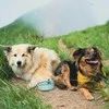 JAV HydraPak Rover Dog Bowl 500 ml sutro žalias šuns dubenėlis