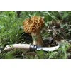 Opinel Nr. 8 peilis grybavimui