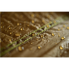 „Amazonas Tentas“ ADVENTURE TARP (380 g)