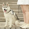 PETKIT šunų maišelių dėklas