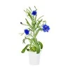 Click and Grow 3 vnt. papildymas - kininių kopūstų sėklos