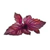 Click & Grow sėklos išmaniajam vazonui - Violetinis bazilikas, 3vnt.
