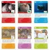 Viga Toys Edukacinis Sensorinis Krokodilas Viga Sensory