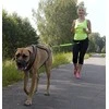 Dingo styga su amortizatoriaus juosta ir 2 šautuvai 170 cm - 14698
