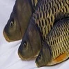Gaby Žaislas EnergoFish Pillow Giant Carp 100cm