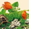 JUWEL Nature LED liuminescencinis vamzdis - Akvariumo šviesa - 590 mm