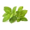 Click and Grow 3 vnt. papildymas - vaistinės melisos sėklos (lemon balm)