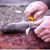 Morakniv® Companion(S) MG peilis, nerūdijantis plienas