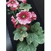 Riolis: Siuvinėjimo rinkinys 1612 Mallow