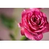 Samyang 100mm f/2.8 ED UMC Macro MFT objektyvas