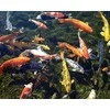 PRODAC PONDSTICKS SPALVA 7,5kg
