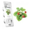 Click &amp; Grow sėklos išmaniajam braškių vazonui  SHGR24x3 3vnt.