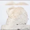 Douceur Dinterieur Bear Kūdikio lovelės pagalvėlė, meškiukas, 27 x 27 cm, ruda