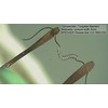 Dėlionė Stereomikroskopas BRESSER RESEARCHER ICD LED 20X-80X