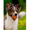 Chuckit – Ultra Ball XL 9 cm 1 pakuotė – (CHUC170401)