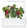 Click and Grow Smart Garden 3 vnt. papildymas - paprikų sėklos