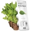 Click & Grow sėklos išmaniajam vazonui - Valgomoji rūgštynė (SGR55x3) 3vnt.
