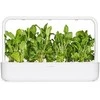 Click & Grow sėklos išmaniajam vazonui - Valgomoji rūgštynė (SGR55x3) 3vnt.