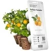 Click and Grow 3 vnt. papildymas - geltonieji pomidorai