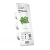 Click & Grow sėklos išmaniajam vazonui - Mairūnas, 3vnt.