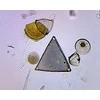 Deltaoptical Mikroskopas Biolight 300 su video kamera