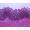 Mikroskopas Deltaoptical Binokuliarinė lupa Stereolight