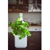 Click & Grow sėklos išmaniajam vazonui - Bazilikas (Holy Basil) 3vnt.