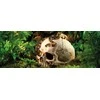 Exo Terra EXOTERRA - Cave Skull - (222.2055)
