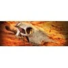 Exo Terra EXOTERRA - Cave Buffalo Skull - (222.2057)