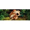 Exo Terra EXOTERRA - Cave Buffalo Skull - (222.2057)