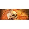 Exo Terra EXOTERRA - Cave Skull - (222.2055)