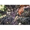 Fiskars X-series derliaus nuėmimo peilis K82