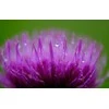 Fujifilm Objektyvas Fujinon XF80mmＦ2.8 R LM OIS WR Macro