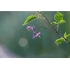 Objektyvas Fujifilm Telekonverteris Fujinon XF1.4X TC WR