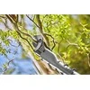 Gardena Akumuliatorinės genėjimo žirklės EasyCut 110/18V P4A solo (be akumuliatoriaus ir pakrovėjo)
