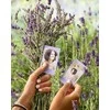 Fujifilm | Instax Mini minkšta levandų momentinė plėvelė | 86 x 54 mm | Kiekis 10