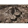 Lodge Ketaus virdulys 4,7L / Namelis