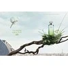 Hermes Un Jardin Sur Le Toit UNISEX (Kvepalai Vyrams ir Moterims) EDT - 100ml