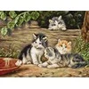 luca S Petit Point rinkinys "Katės" SG556