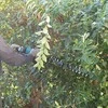 Makita UH006GD201 Akumuliatorinė gyvatvorių žirklės 60 cm 40V
