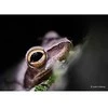 Objektyvas Panasonic Lumix 30mm F/2.8 OIS