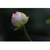 Objektyvas Sigma 85mm F1.4 DG DN Sony E-mount [Art]