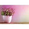 Paulmann LED šaltinis Plant R50 E14 6.5W 230V pro augimą