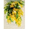 Riolis: Siuvinėjimo rinkinys 1615 Mimosa