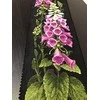 Riolis: Siuvinėjimo rinkinys 1629 Foxgloves